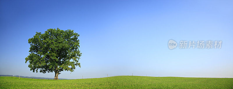 孤独的橡树全景