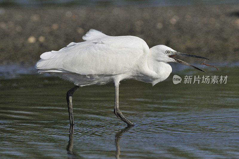 小白鹭(白鹭)