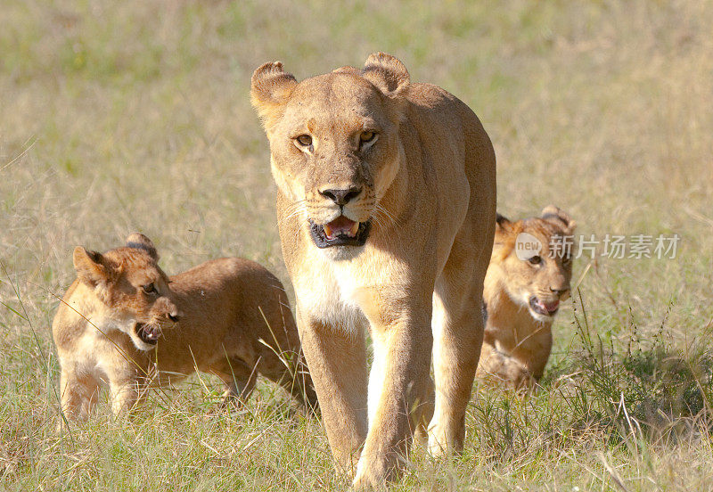 母狮子和两只幼崽