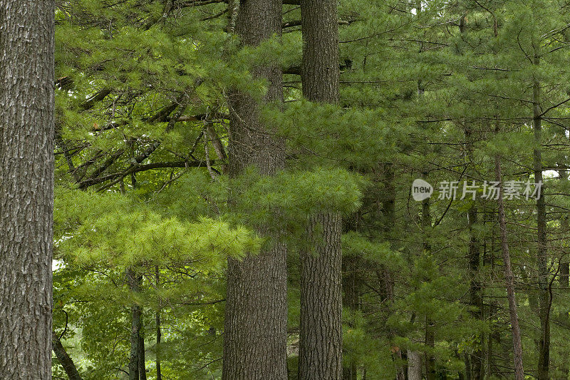 东部白松