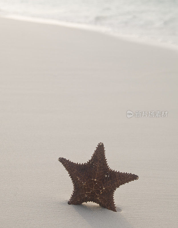 海滩上的海星