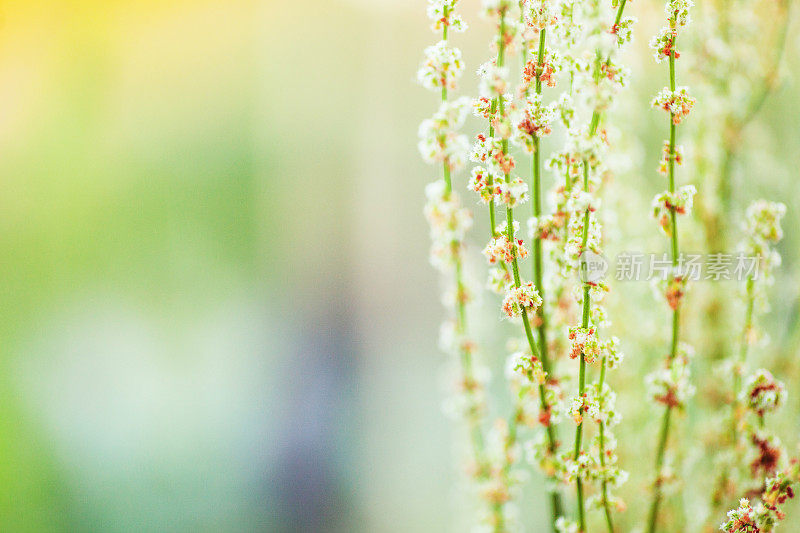 精致的花朵