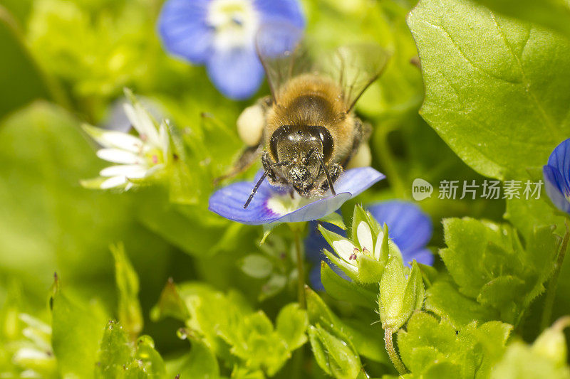 蓝色花朵上的蜜蜂