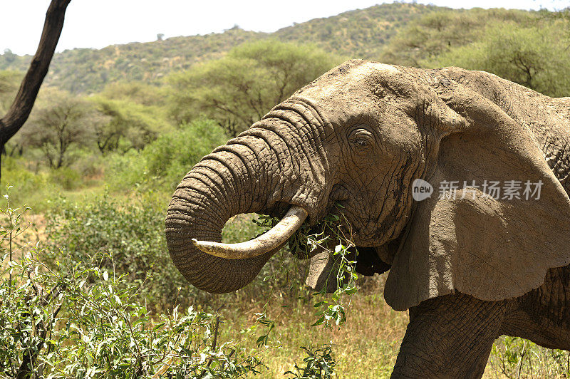 大象吃灌木