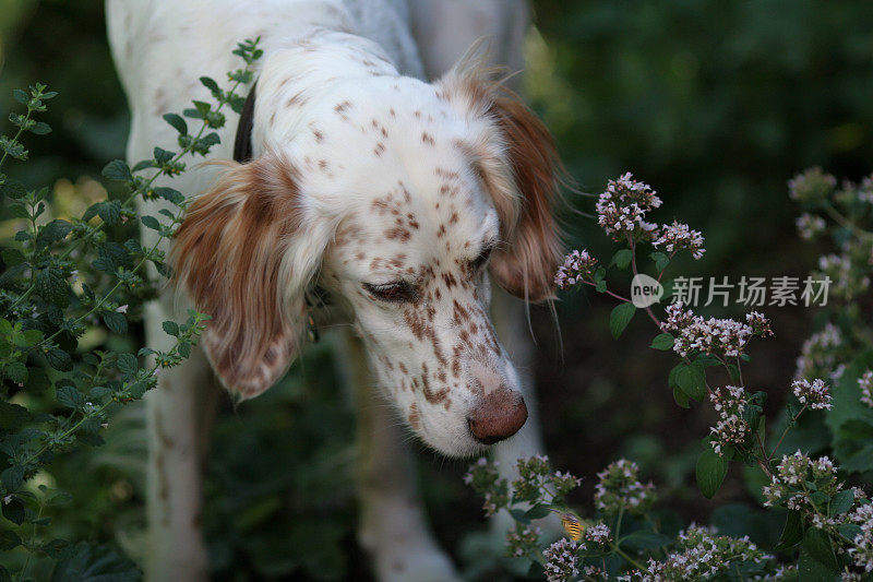 英国塞特犬追赶黄蜂，挪威