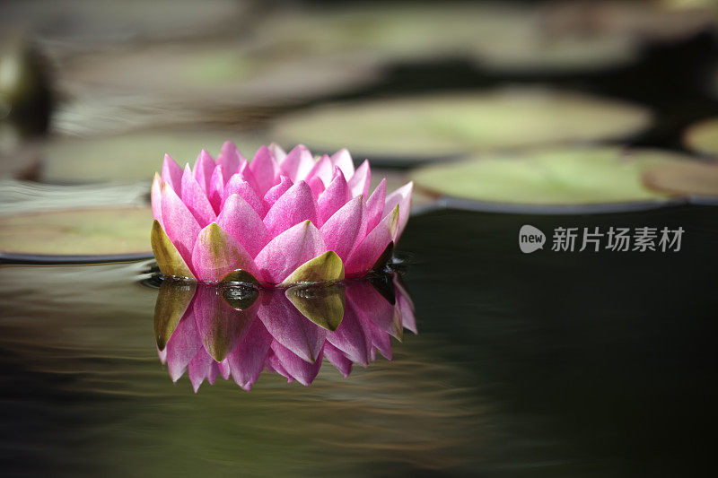 带倒影的粉色睡莲