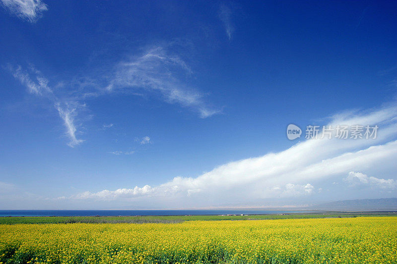 油菜田仰天风景