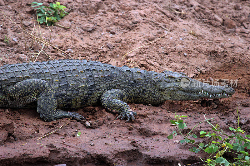 博茨瓦纳:丘比河边的尼罗河鳄鱼