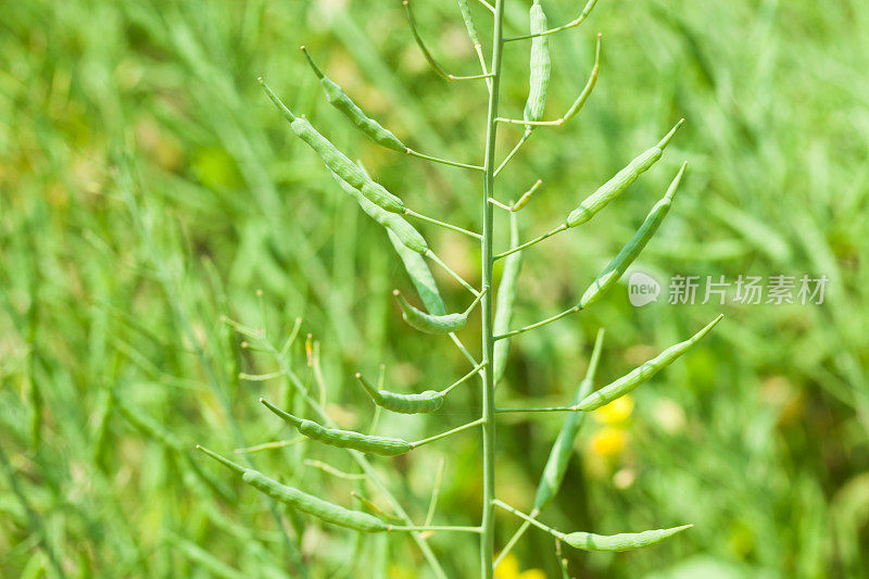 rapeflower种子荚