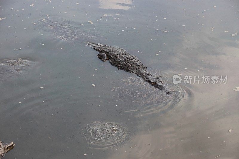 鳄鱼在水下吹泡泡