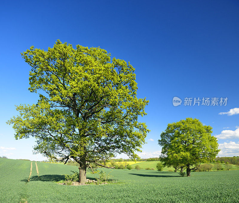 麦田春景两棵巨橡树