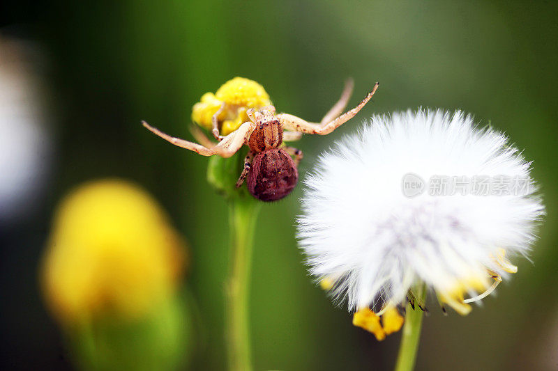 花上的蜘蛛