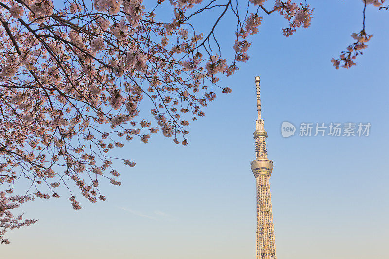 东京天空树樱花树