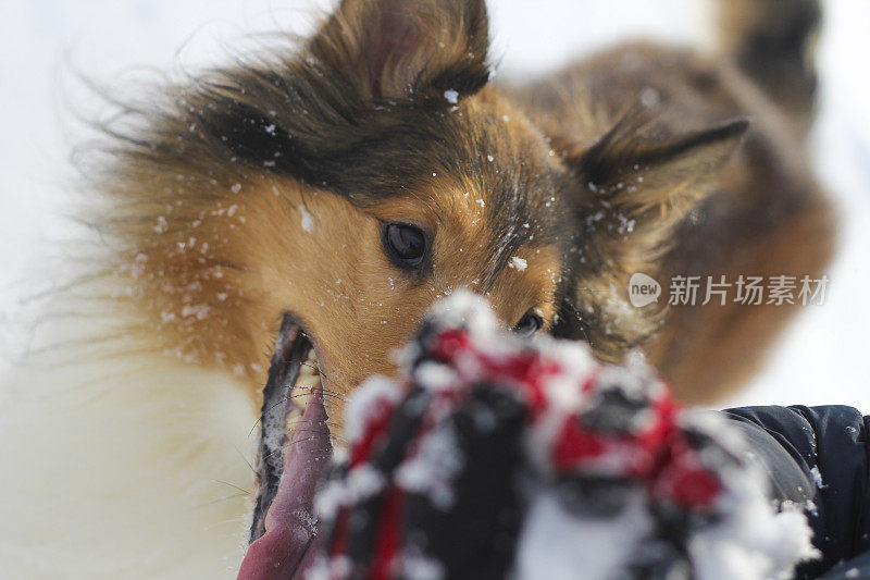 雪中的狗眼