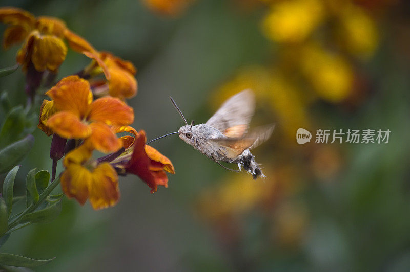 蜂鸟鹰蛾