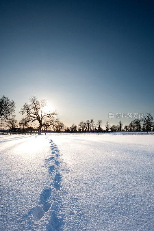 雪地上的脚印通向树