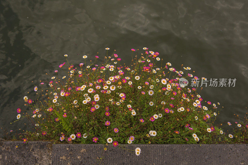 比利时布鲁日水渠边的野花