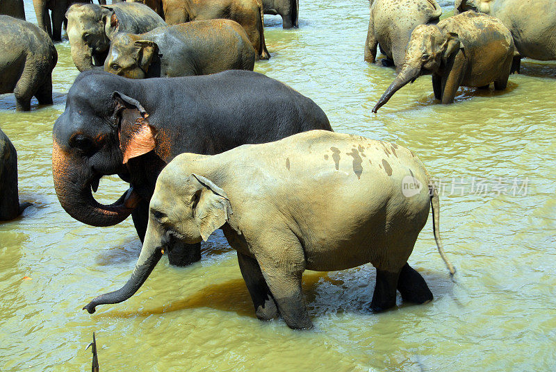 一群正在洗澡的大象