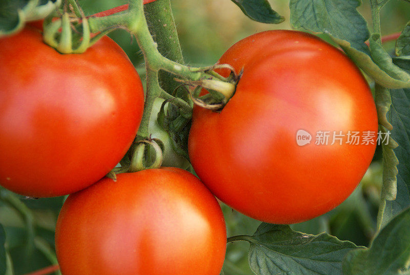 藤上的成熟番茄