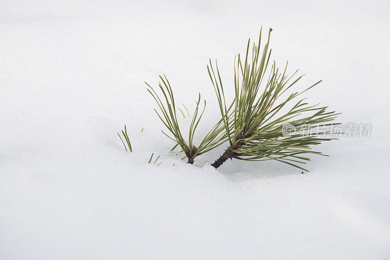 雪中的松针