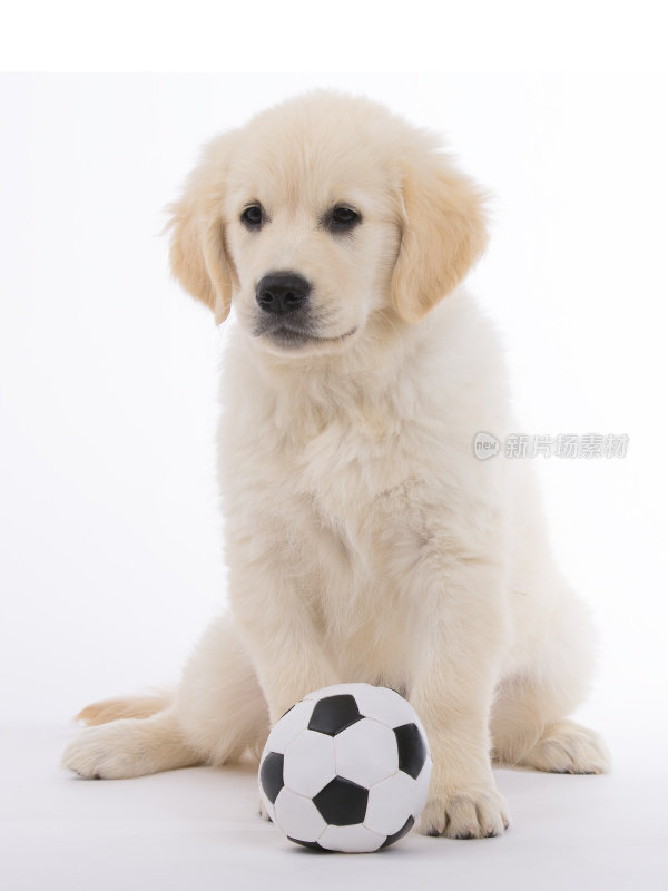 金毛猎犬奶油小狗不喜欢足球
