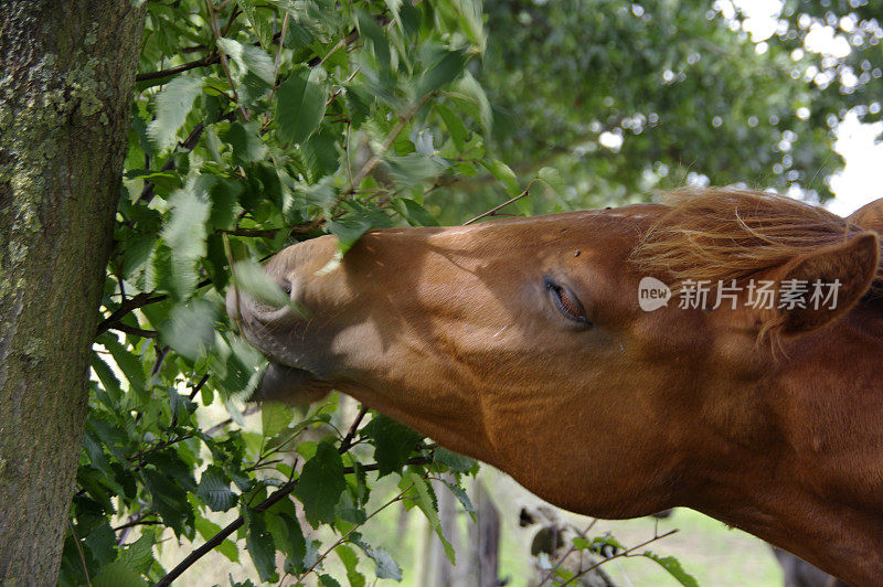 吃树的马