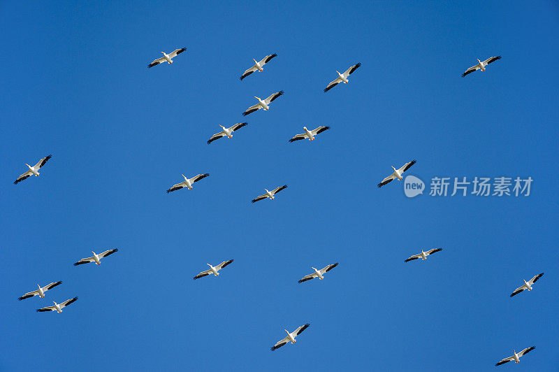 鸟群，美洲白鹈鹕飞翔，蓝天，团队合作，