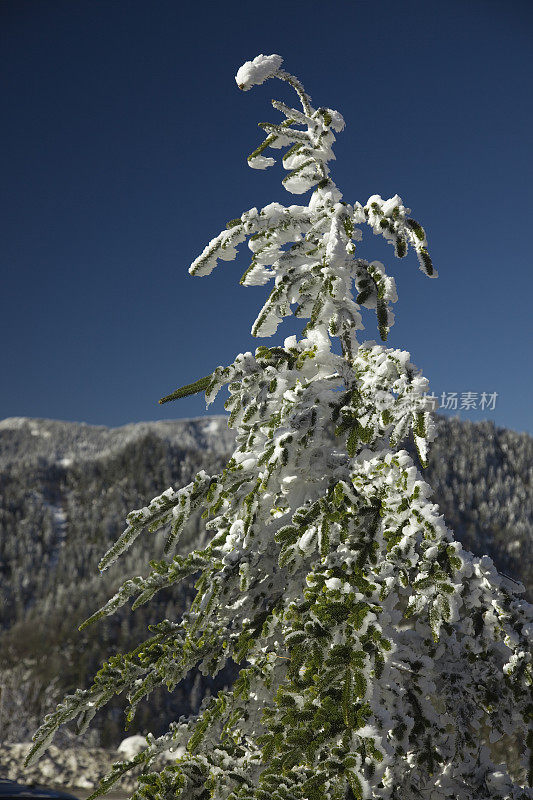 大烟山国家公园，雪粘在杉树上