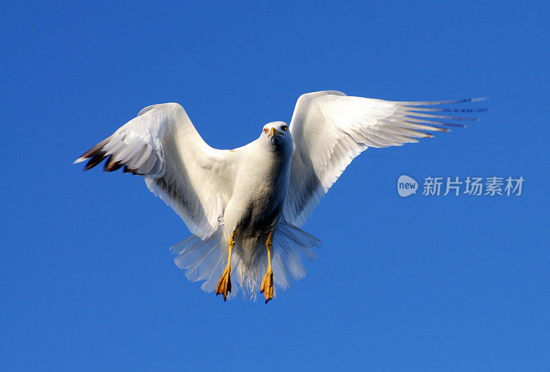 飞翔的海鸥