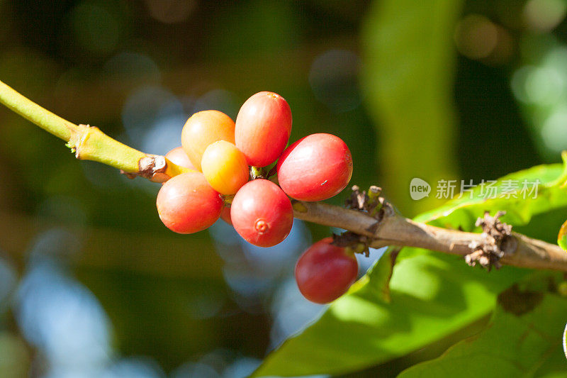 阿拉伯咖啡植物(Arabica)