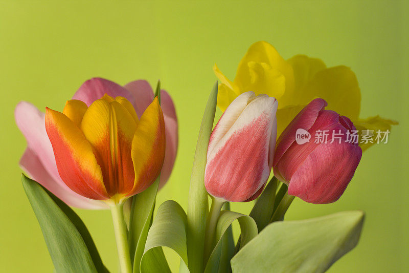 春天郁金香花束，新鲜切花插花在绿色的背景