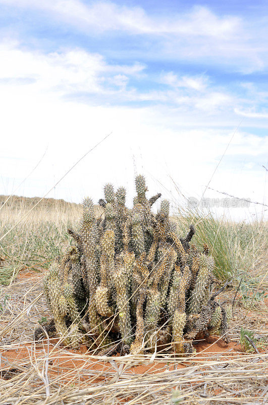 喀拉哈里沙漠的胡迪亚戈多尼植物