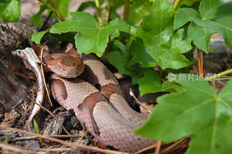 铜头蛇盘绕在一棵小树下。