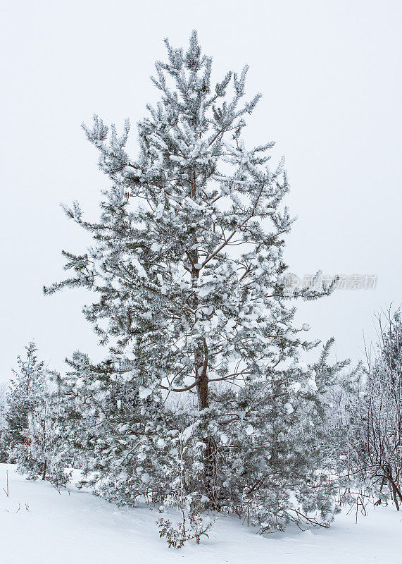 被雪覆盖的树