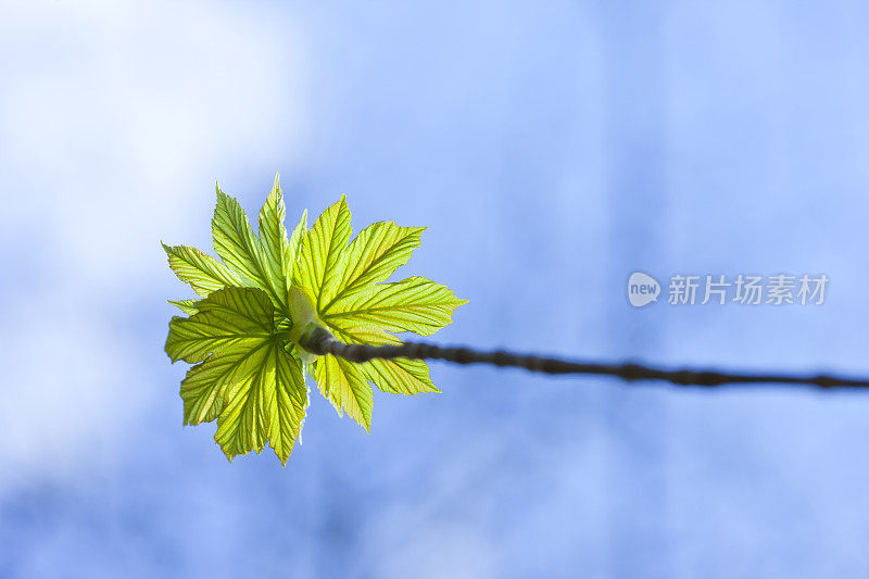 绿色在树林里萌芽，科隆