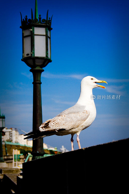 海鸥