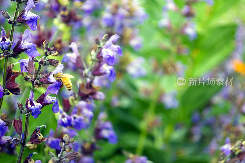 蜜蜂为鼠尾草授粉