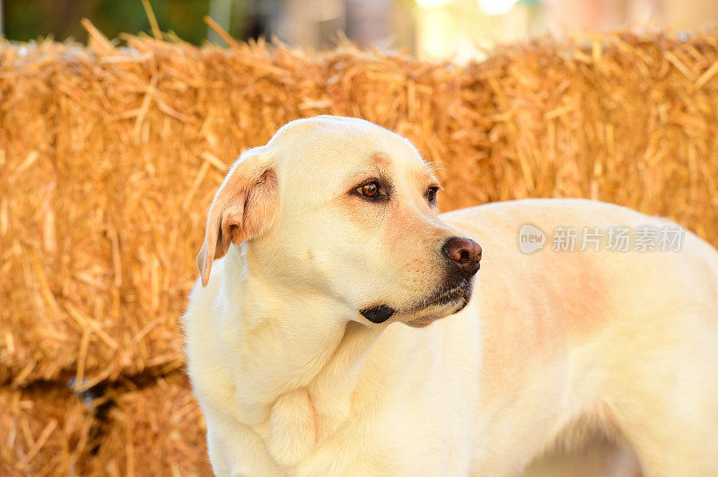 拉布拉多寻回犬