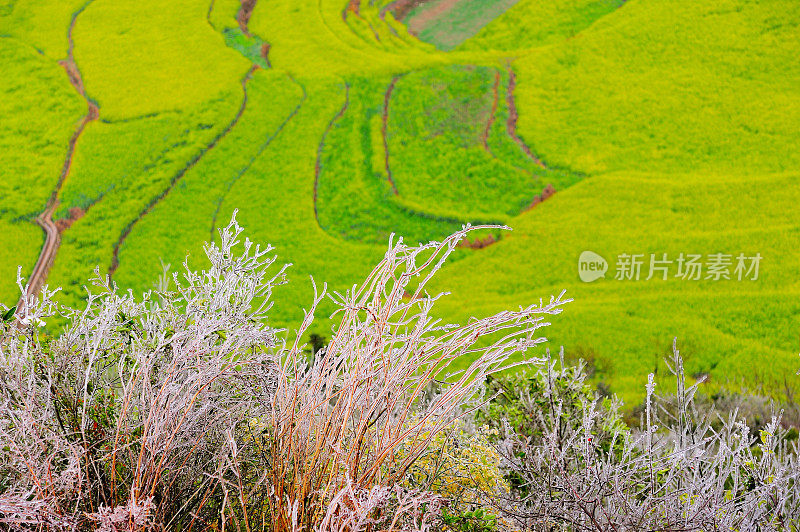 油菜花图案01