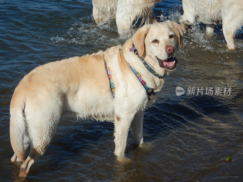 海滩上的金毛猎犬