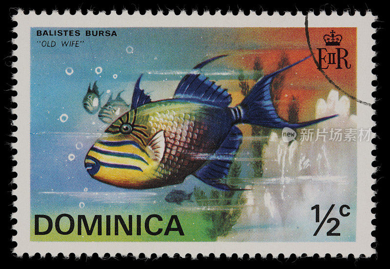 多米尼加老婆子鱼邮票