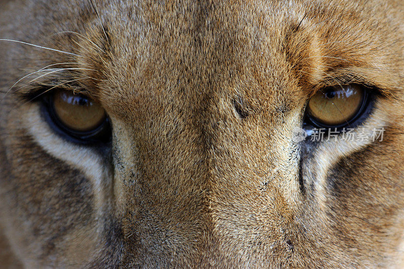 赞比亚:年轻的狮子之眼