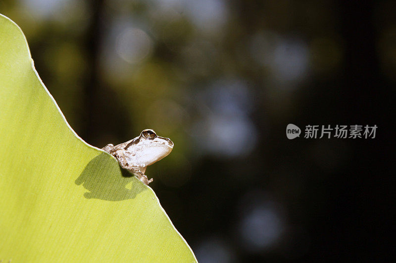 澳大利亚昆士兰州叶子上的雨蛙