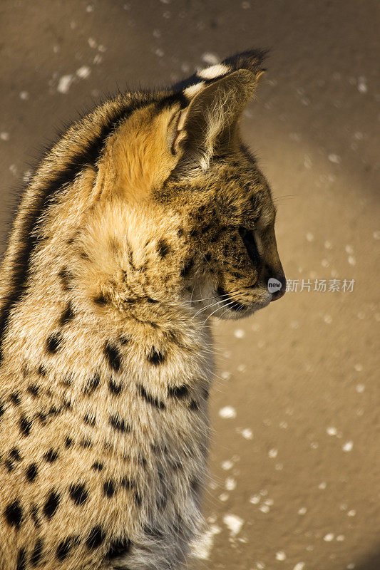 侧视图的Serval