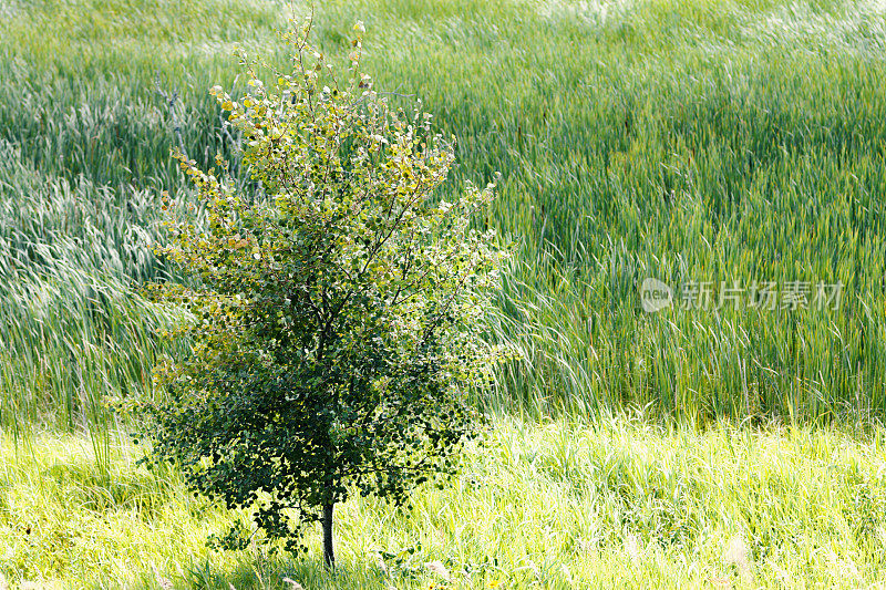明尼苏达州湿地地区的一种小白杨树