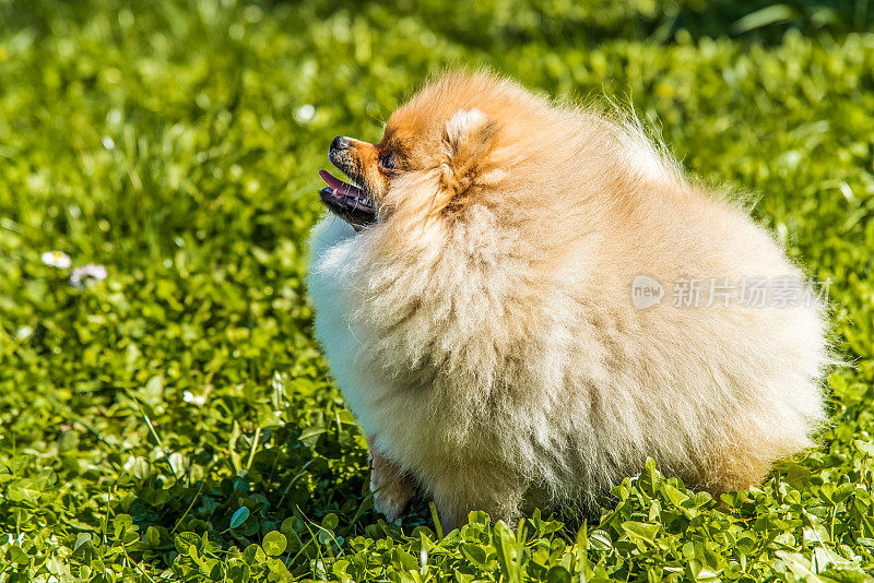 美丽的雌性博美犬