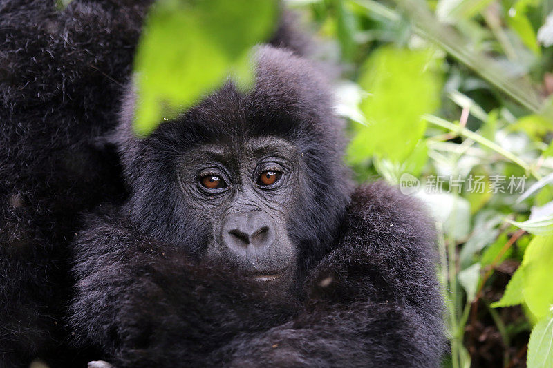 乌干达:山地小猩猩