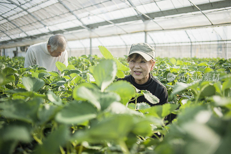 在温室里工作的老年农民