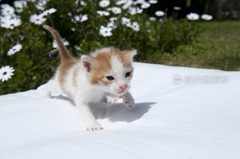 黄色和白色的小猫在花园里的枕头上