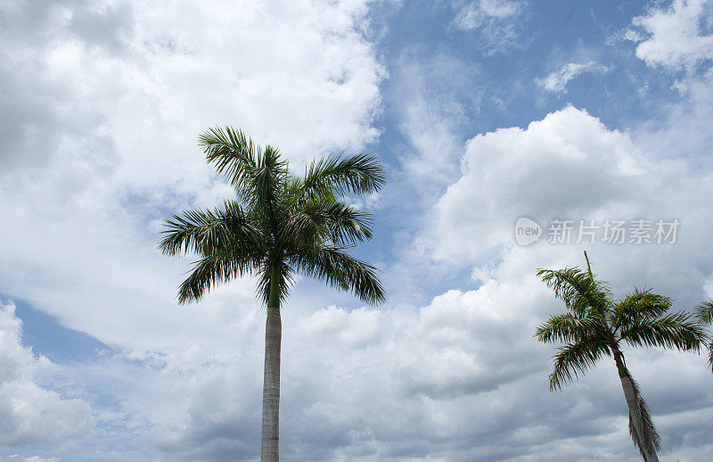 棕榈树与云彩